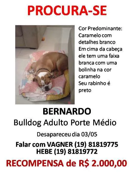 Cachorro ra a Bulldog idade 7 a 11 meses nome Bernardo GRATIFICA