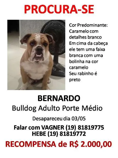 Cachorro ra a Bulldog idade 7 a 11 meses nome Bernardo GRATIFICA