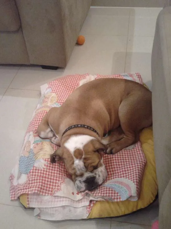 Cachorro ra a Bulldog idade 7 a 11 meses nome Bernardo GRATIFICA