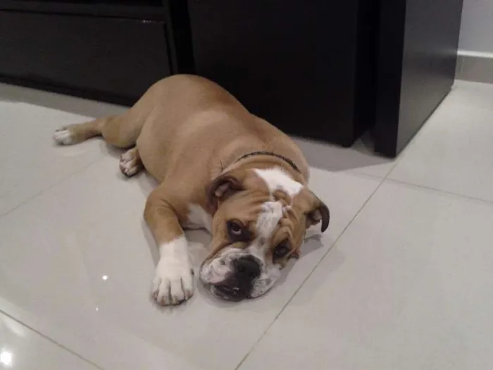 Cachorro ra a Bulldog idade 7 a 11 meses nome Bernardo GRATIFICA