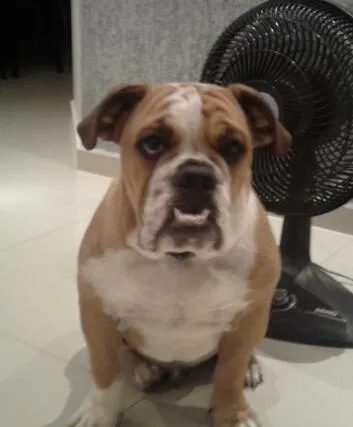 Cachorro ra a Bulldog idade 7 a 11 meses nome Bernardo GRATIFICA