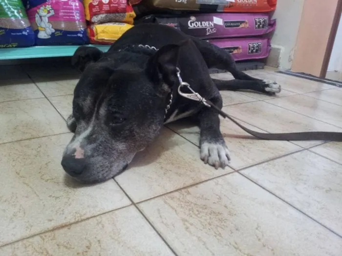 Cachorro ra a Pit-Bull idade 6 ou mais anos nome Hulk