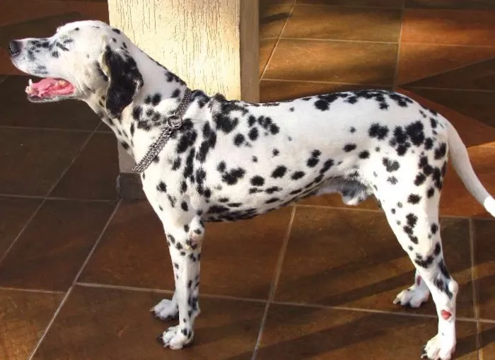 Cachorro ra a Dálmata idade 6 ou mais anos nome Max