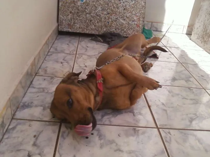 Cachorro ra a Basset idade 2 anos nome Jhow