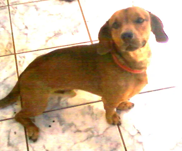 Cachorro ra a Basset idade 2 anos nome Jhow