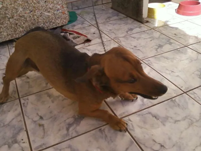 Cachorro ra a Basset idade 2 anos nome Jhow