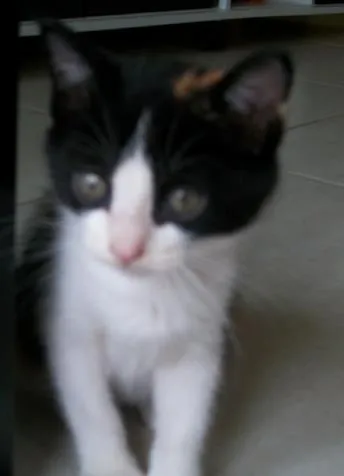 Gato raça SRD idade 2 a 6 meses nome Nina