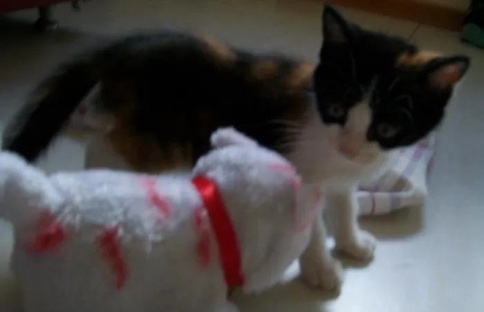 Gato raça SRD idade 2 a 6 meses nome Nina