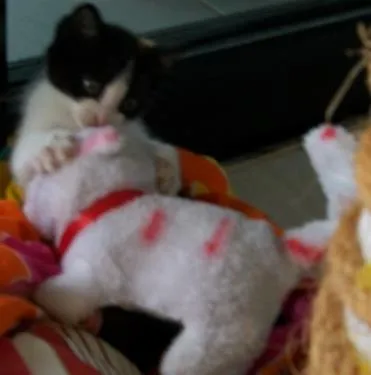 Gato raça SRD idade 2 a 6 meses nome Nina