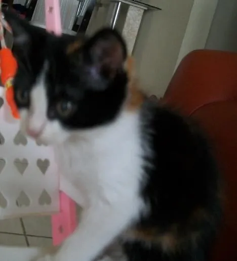 Gato raça SRD idade 2 a 6 meses nome Nina