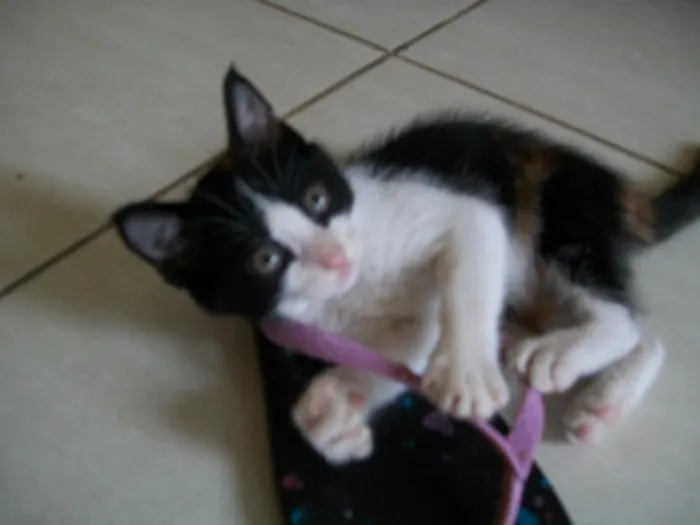 Gato raça SRD idade 2 a 6 meses nome Nina