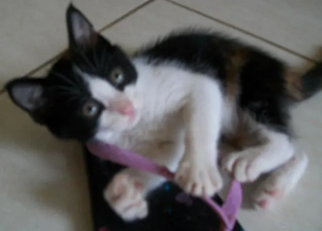 Gato raça SRD idade 2 a 6 meses nome Nina