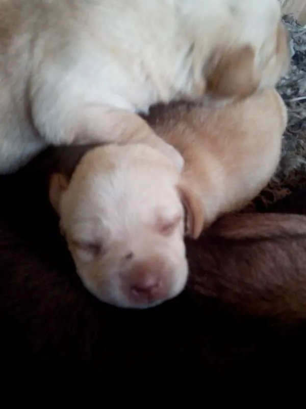 Cachorro ra a Labrador idade Abaixo de 2 meses nome Bartolomeu 