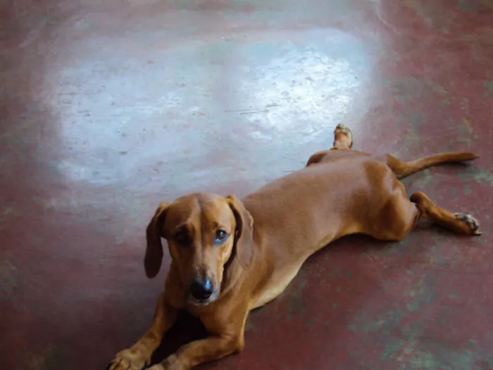 Cachorro ra a Mix de Dachshund (salsichinha) idade 3 anos nome FRED
