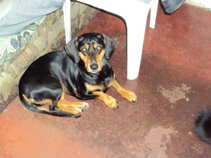 Cachorro ra a Mix de Dachshund (salsichinha) idade 3 anos nome LORENA