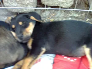 Cachorro raça SRD idade 2 a 6 meses nome Filhotes