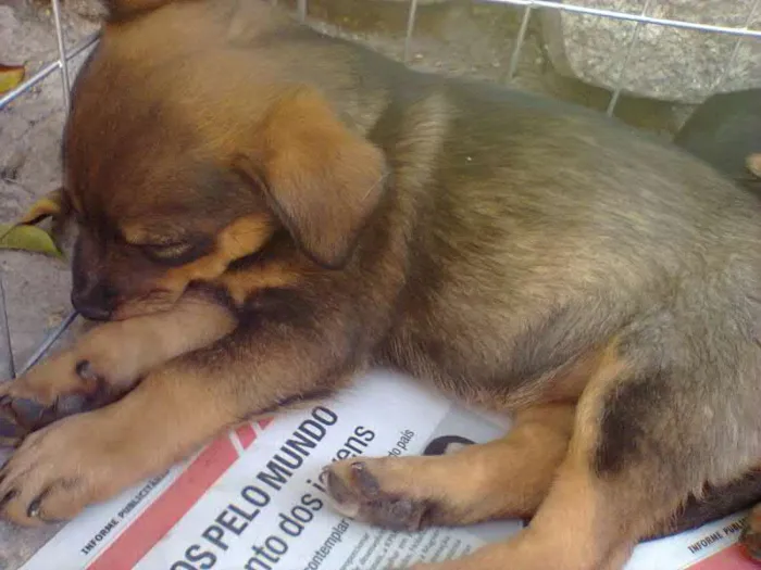 Cachorro ra a SRD idade 2 a 6 meses nome Filhotes