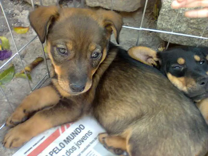 Cachorro ra a SRD idade 2 a 6 meses nome Filhotes