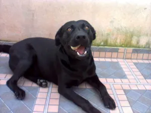 Cachorro raça Mestiço  idade 3 anos nome Negão