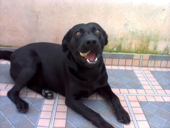 Cachorro ra a Mestiço  idade 3 anos nome Negão