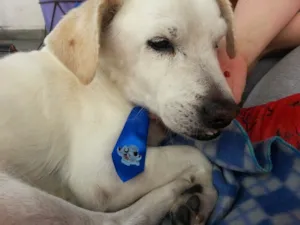 Cachorro raça SRD idade 6 ou mais anos nome Ronaldinho