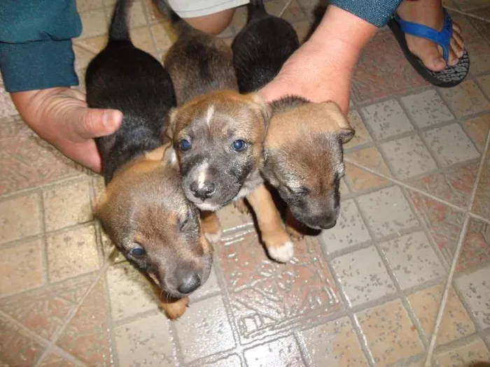 Cachorro ra a não definida idade 2 a 6 meses nome Filhotes
