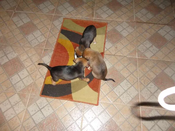 Cachorro ra a não definida idade 2 a 6 meses nome Filhotes