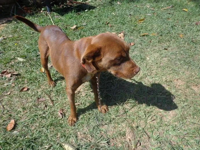 Cachorro ra a SRD idade 1 ano nome Marron