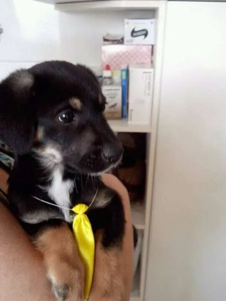 Cachorro ra a Sem raça definida idade 2 a 6 meses nome Nico