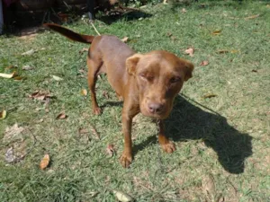 Cachorro raça SRD idade 1 ano nome Marron