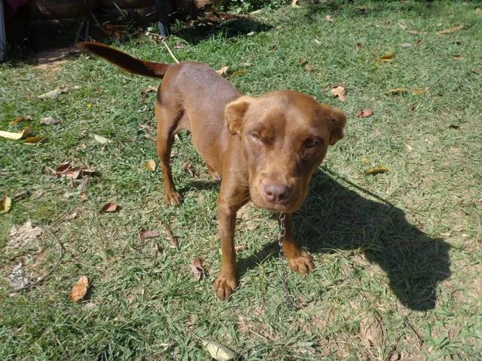 Cachorro ra a SRD idade 1 ano nome Marron