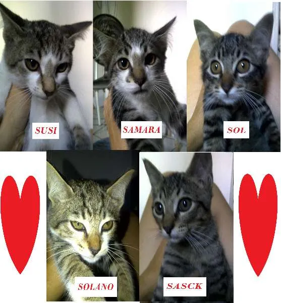 Gato ra a SRD idade 2 a 6 meses nome Susi,Samara, Sol, S