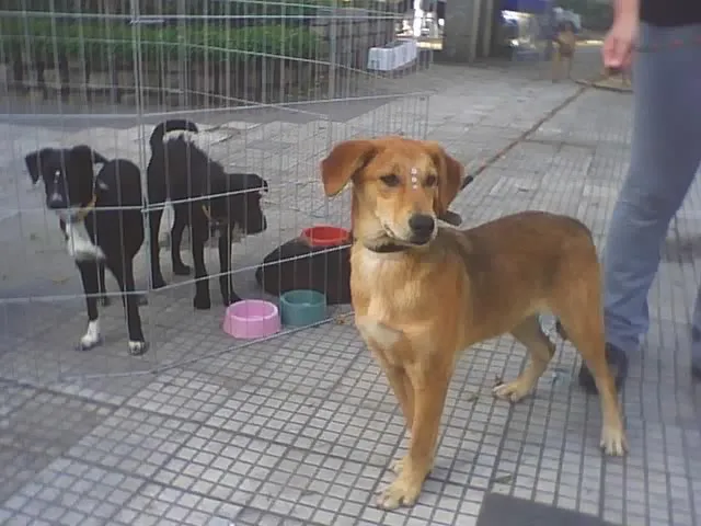 Cachorro ra a SRD idade 2 a 6 meses nome Filhotes resgatados