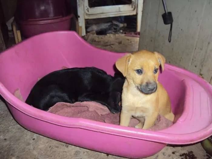 Cachorro ra a SRD idade Abaixo de 2 meses nome Filhotes para Adoção