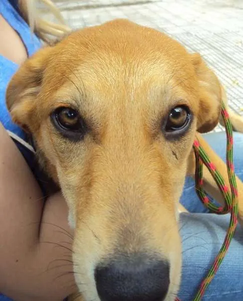 Cachorro ra a SRD idade 2 a 6 meses nome Patricia (Patty)