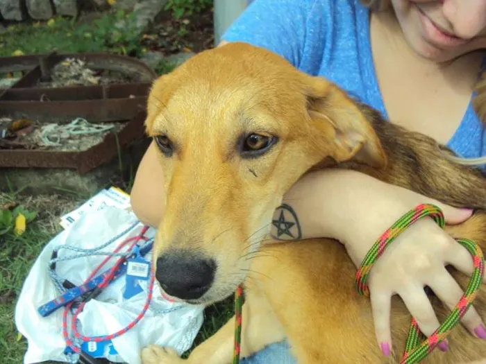 Cachorro ra a SRD idade 2 a 6 meses nome Patricia (Patty)