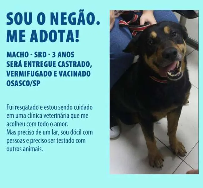Cachorro ra a SRD idade 3 anos nome Negão