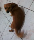 Fifi 