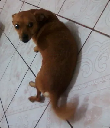 Cachorro ra a Vira-Lata idade 3 anos nome Fifi 