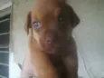 Fifi 
