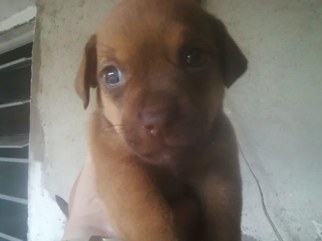 Cachorro ra a Vira-Lata idade 3 anos nome Fifi 