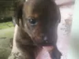 Fifi 
