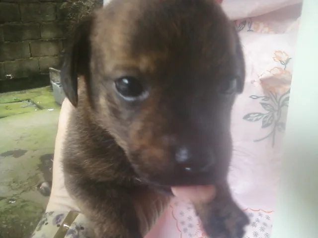 Cachorro ra a Vira-Lata idade 3 anos nome Fifi 