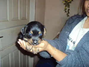 Cachorro raça SRD idade Abaixo de 2 meses nome Bebezinhos para adoção