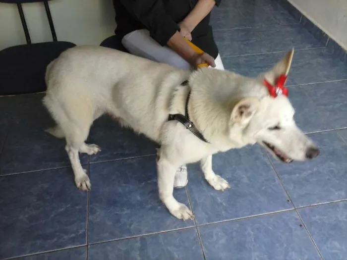Cachorro ra a Pastor Canadense idade 2 anos nome Linda