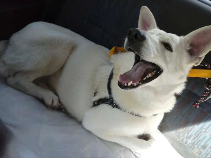 Cachorro ra a Pastor Canadense idade 2 anos nome Linda