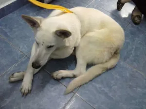 Cachorro raça Pastor Canadense idade 2 anos nome Linda