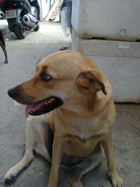 Cachorro raça SRD idade 2 anos nome LÔRA