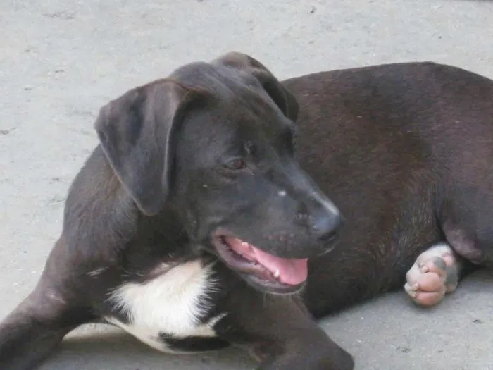 Cachorro raça SRD idade 2 anos nome BEETHOVEN