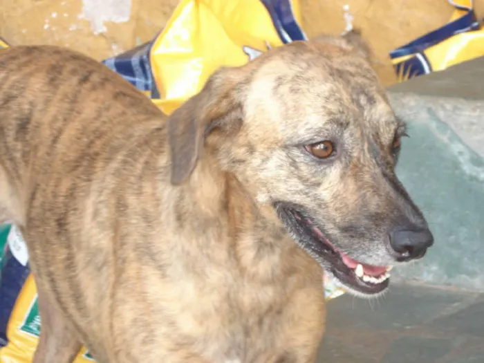 Cachorro raça SRD idade 3 anos nome NINA